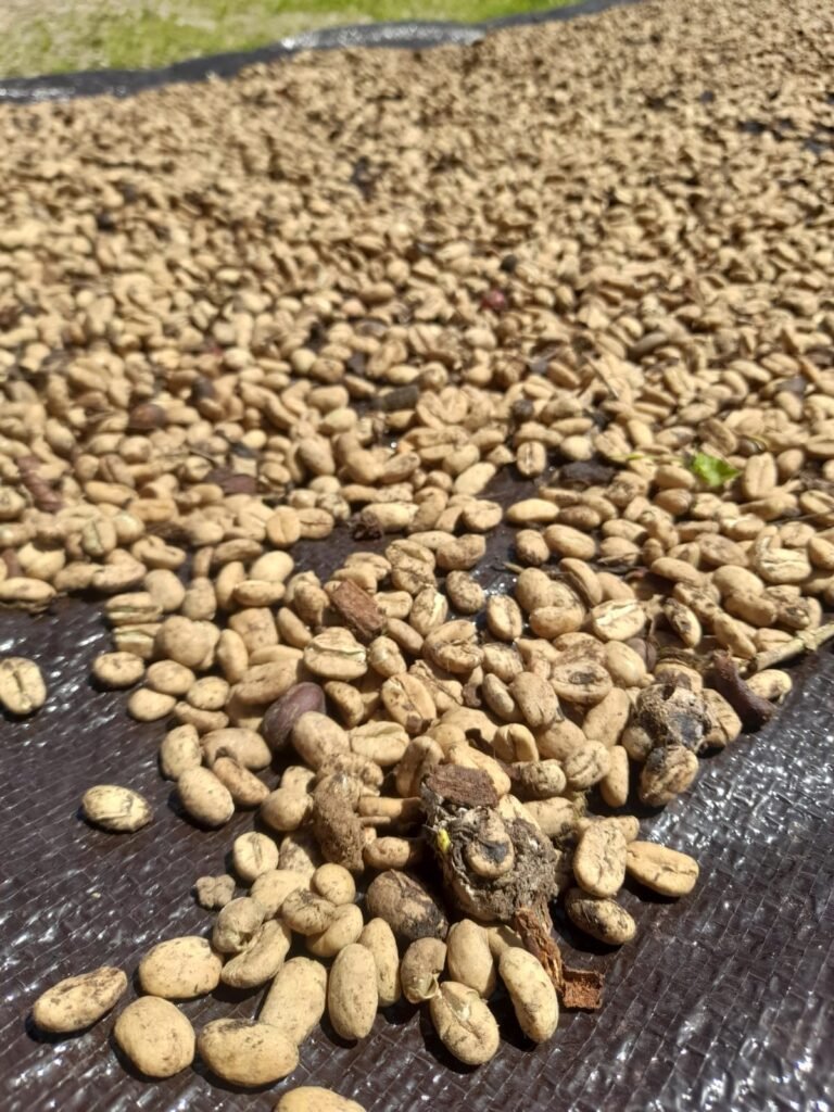 Luwak Coffee 2