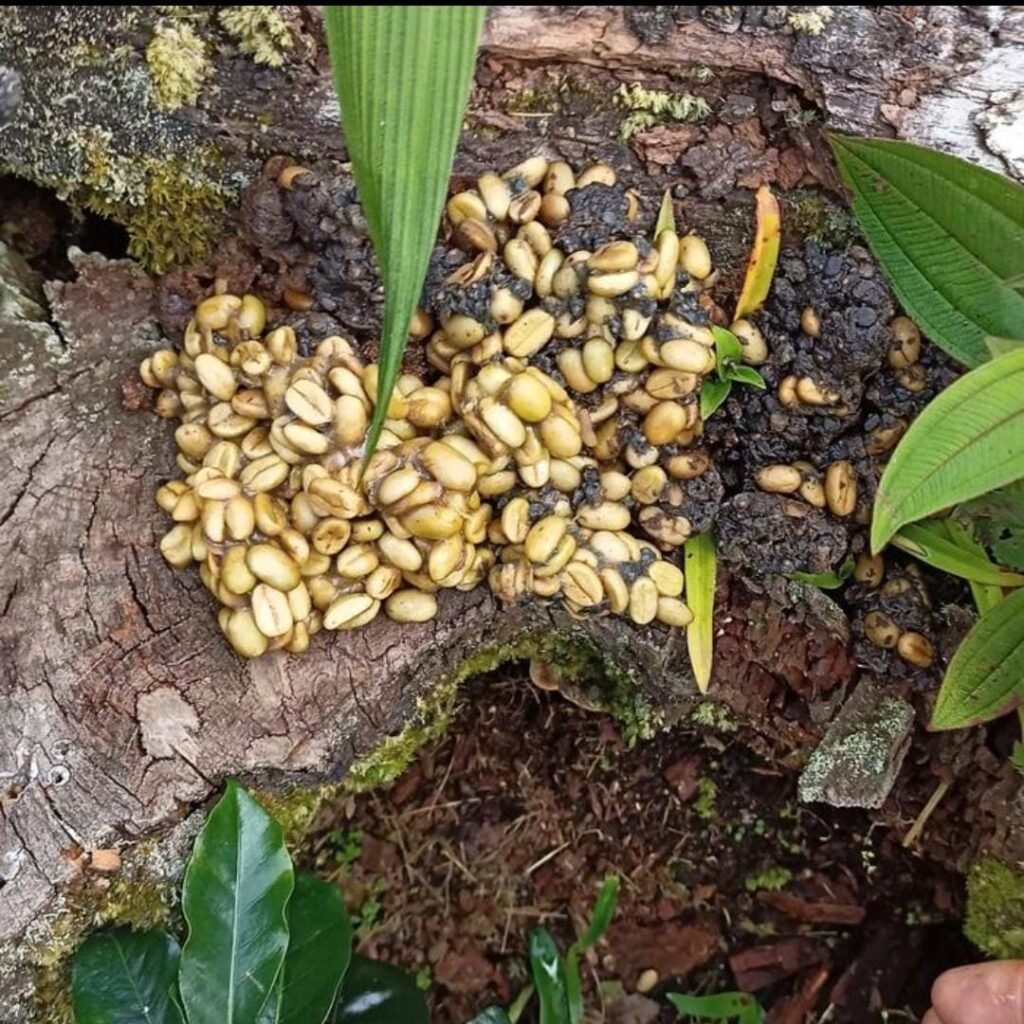 Luwak Coffee Poop