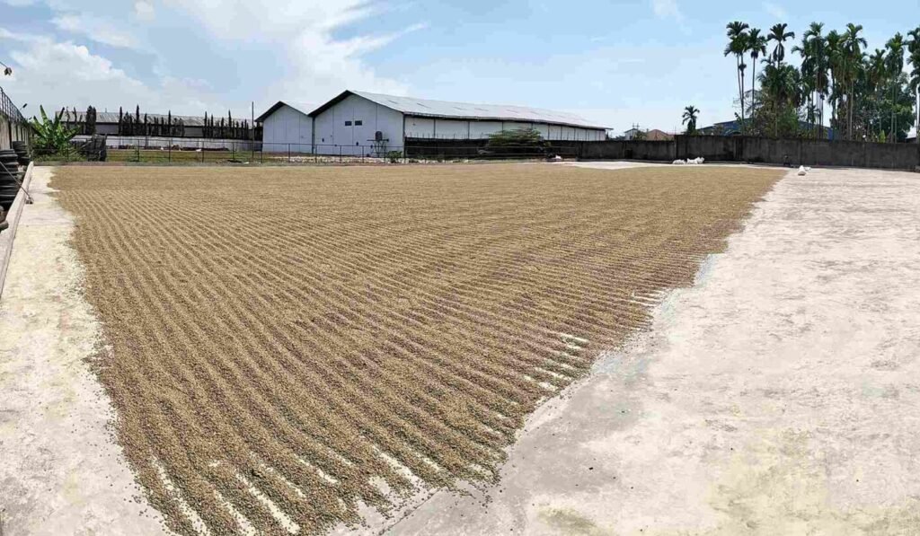 dry coffee beans