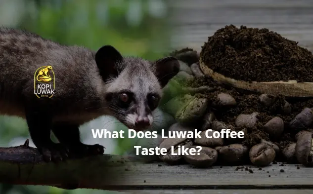 What Does Luwak Coffee Taste Like?