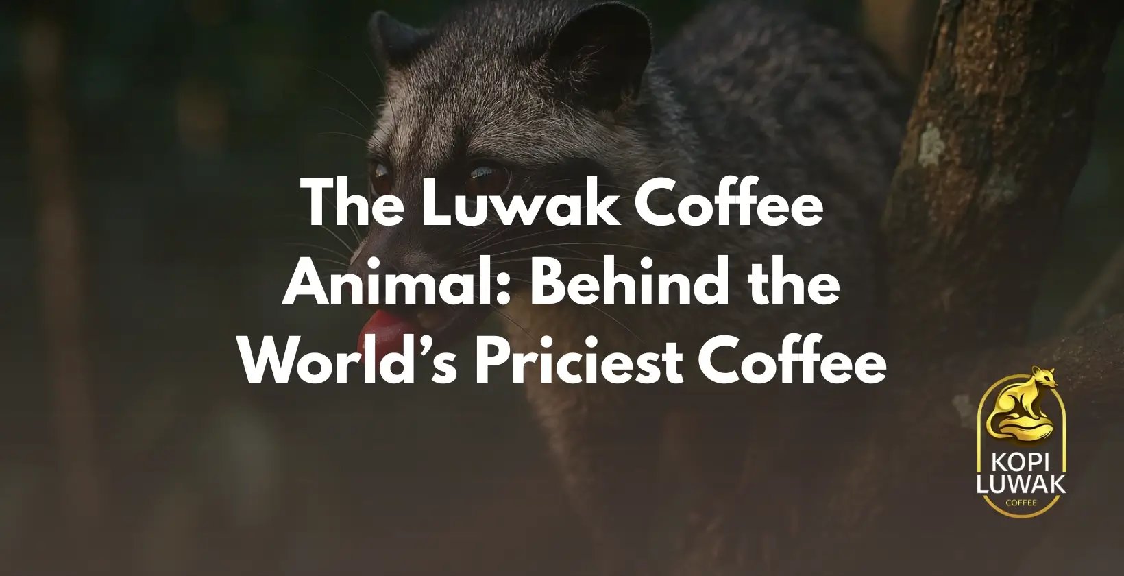 Luwak Coffee Animal