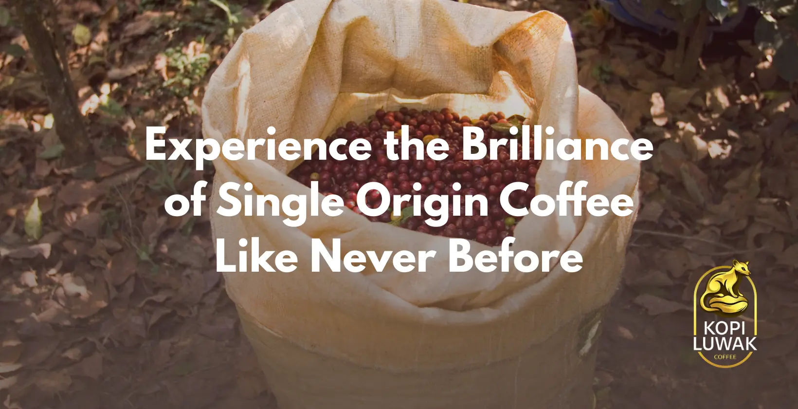 Discover the unique flavors of single origin coffee, showcasing its rich and diverse taste profiles.