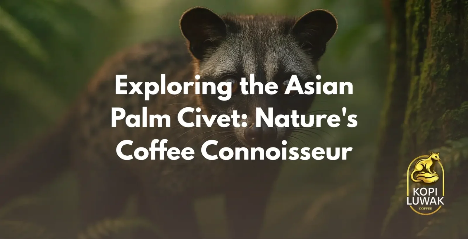 Asian Palm Civet