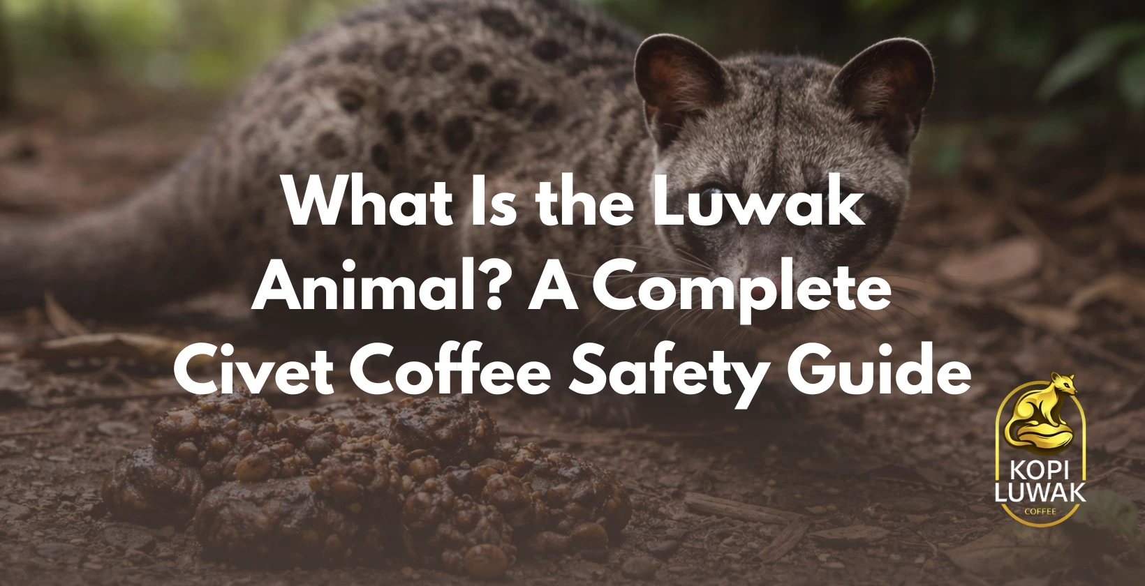 luwak animal